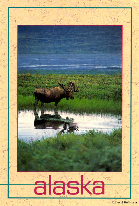 Bull moose postcard by David Hoffmann