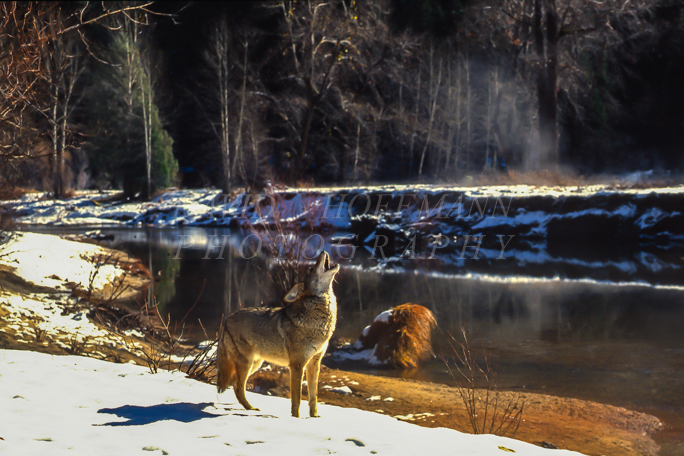 Coyote howling in Yosemite. Image 2074.