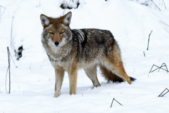 Coyote hunting in the snow in Yosemite. Image 6A5A4199.