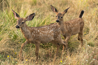 White tailed deer fawn twins. Image DSC_0500.