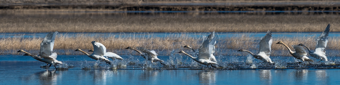 Flock of swans taking off from water. Image DSC_7142.