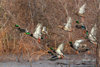 Flock of mallard ducks taking off. Image IMG_1398.