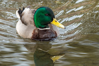 Mallard drake swimming. Image IMG_3567.