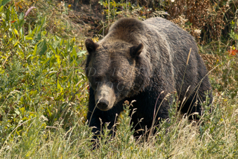 Grizzly Bear in Yellowstone. Image IMG_3657.