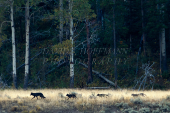 Wolf Pack in Yellowstone. Image IMG_7901.