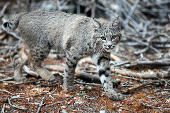 Bobcat in Yosemite. Image IMG_8629.