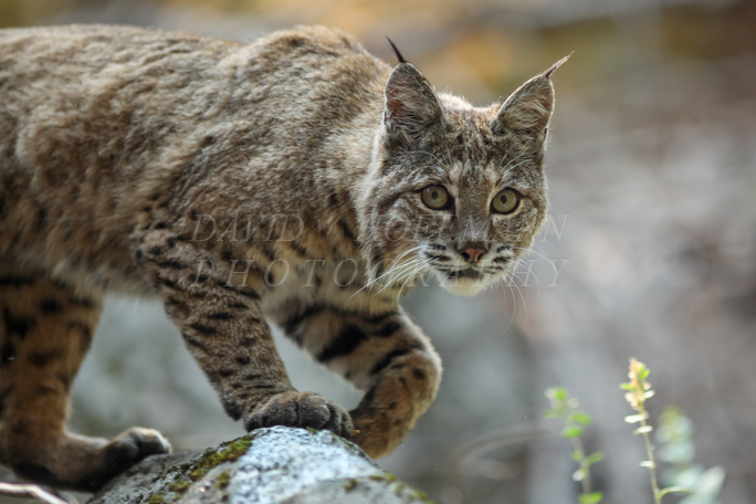 Bobcat in Yosemite. Image IMG_8795.