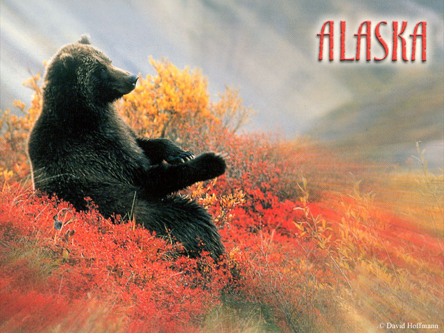 Grizzly bear postcard by David Hoffmann