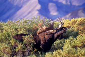 Bull moose in Denali. Image h011.